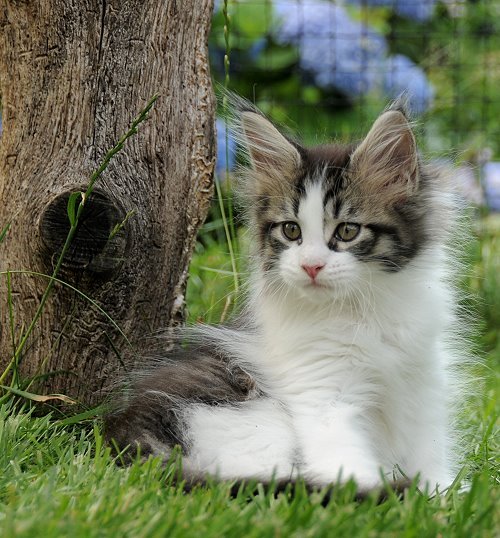 Lucina´s Nietzsche, 9 Wochen alt