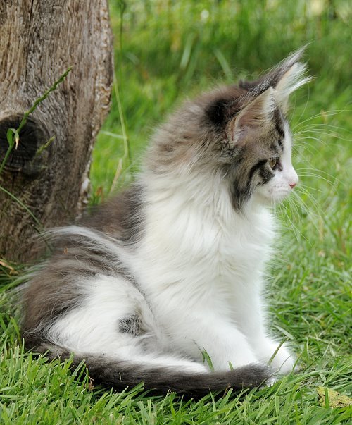 Lucina´s Nietzsche, 9 Wochen alt