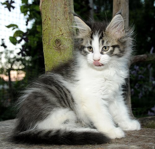 Lucina´s Nietzsche, 9 Wochen alt