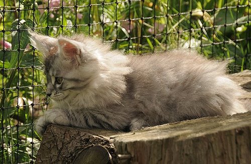 Lucina´s Novalis, 10 Wochen alt