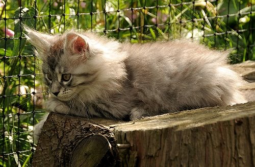 Lucina´s Novalis, 10 Wochen alt