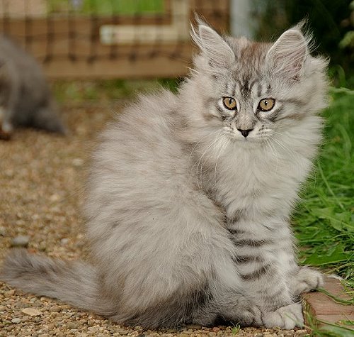 Lucina´s Novalis, 12 Wochen alt