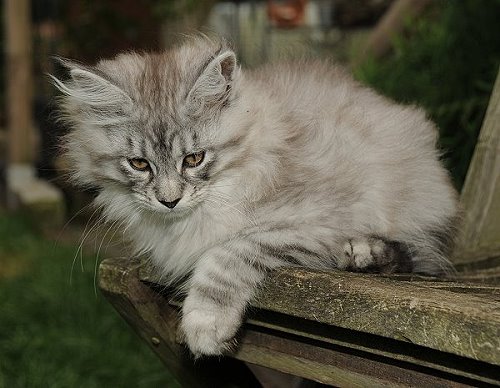 Lucina´s Novalis, 12 Wochen alt