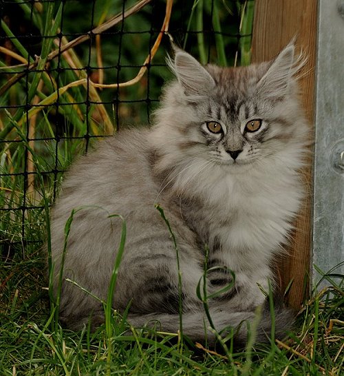 Lucina´s Novalis, 12 Wochen alt