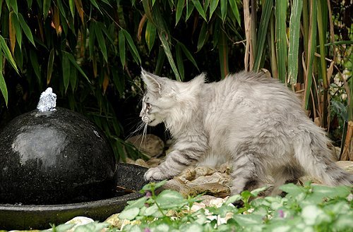 Lucina´s Novalis, 13 Wochen alt