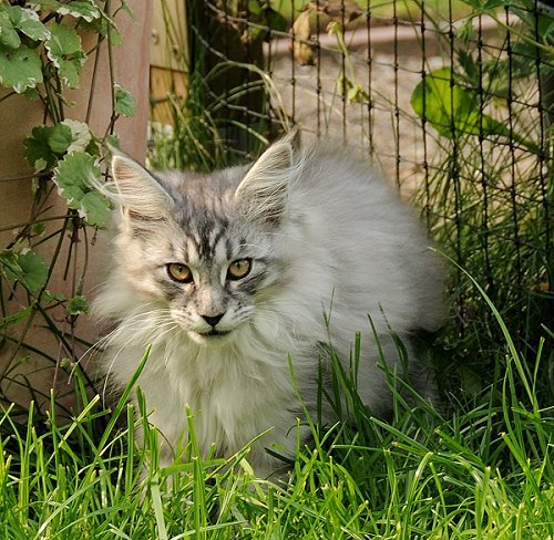 Lucina´s Novalis, 13 Wochen alt