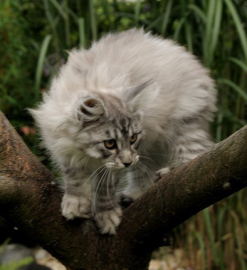 Lucina´s Novalis, 13 Wochen alt