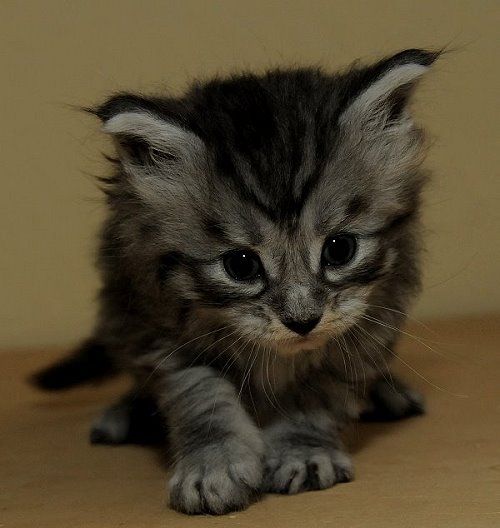 Lucina´s Novalis, 4 Wochen alt