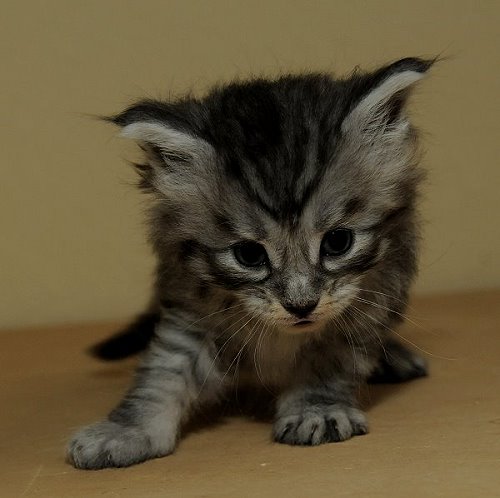 Lucina´s Novalis, 4 Wochen alt