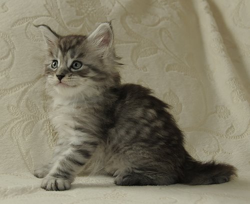 Lucina´s Novalis, 6 Wochen alt