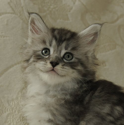 Lucina´s Novalis, 6 Wochen alt