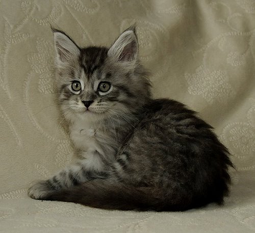 Lucina´s Novalis, 7 Wochen alt