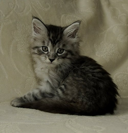 Lucina´s Novalis, 7 Wochen alt