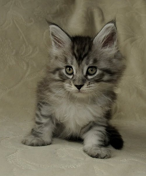 Lucina´s Novalis, 7 Wochen alt