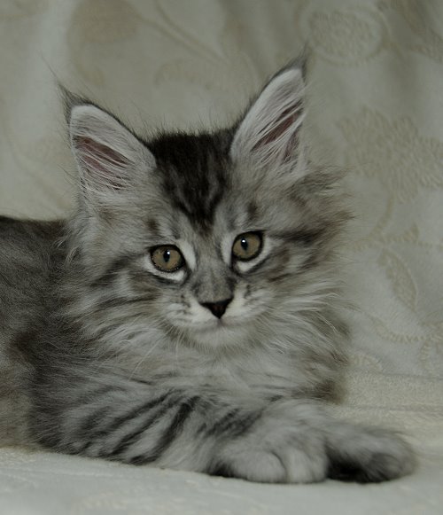 Lucina´s Novalis, 8 Wochen alt