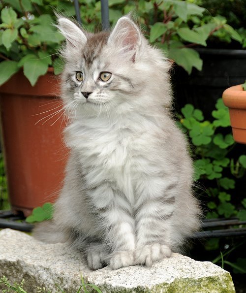 Lucina´s Novalis, 9 Wochen alt