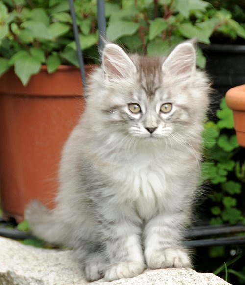 Lucina´s Novalis, 9 Wochen alt