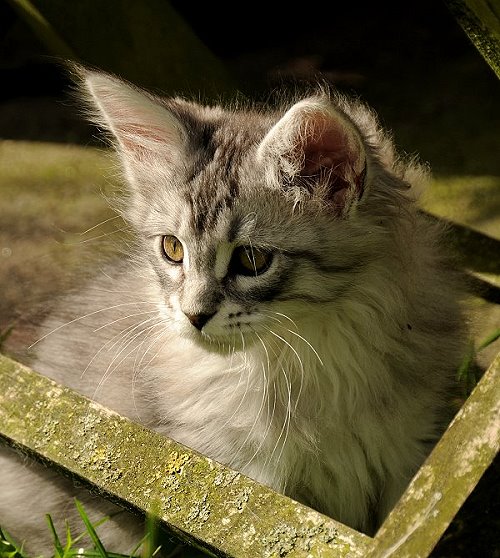 Lucina´s Nuala, 10 Wochen alt