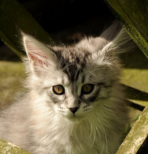 Lucina´s Nuala, 10 Wochen alt