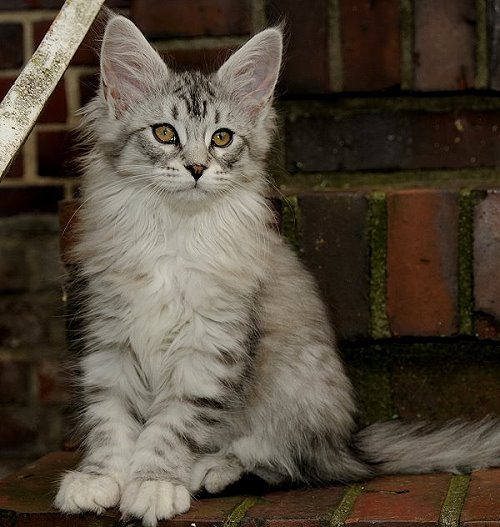 Lucina´s Nuala, 12 Wochen alt