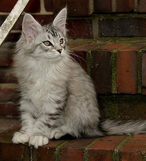 Lucina´s Nuala, 12 Wochen alt