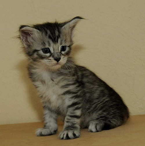 Lucina´s Nuala, 4 Wochen alt