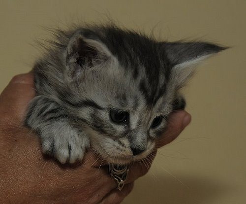 Lucina´s Nuala, 4 Wochen alt