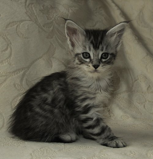 Lucina´s Nuala, 6 Wochen alt