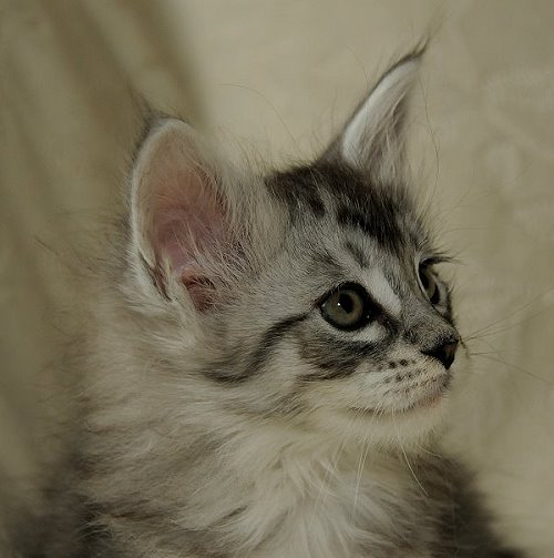 Lucina´s Nuala, 7 Wochen alt