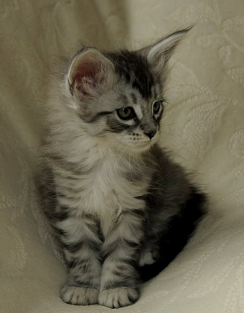 Lucina´s Nuala, 7 Wochen alt