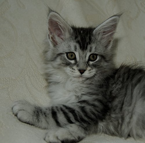 Lucina´s Nuala, 8 Wochen alt