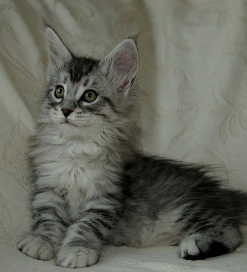 Lucina´s Nuala, 8 Wochen alt