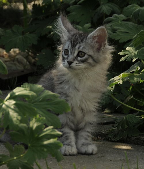 Lucina´s Nuala, 9 Wochen alt