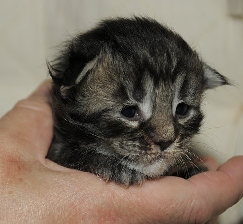 Lucina´s Qamil, 1,5 Wochen alt